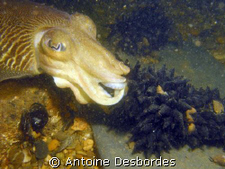 Cuttlefish laying eggs by Antoine Desbordes 
